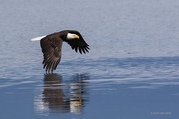 BE10752 - Bald Eagle