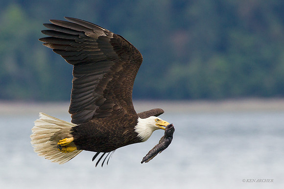 BE04677 Bald Eagle