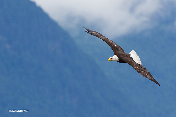Bald Eagle - BE04699
