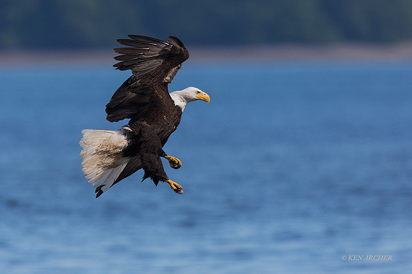 BE12785 - Bald Eagle