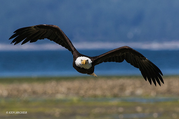 BE07988 - Bald Eagle