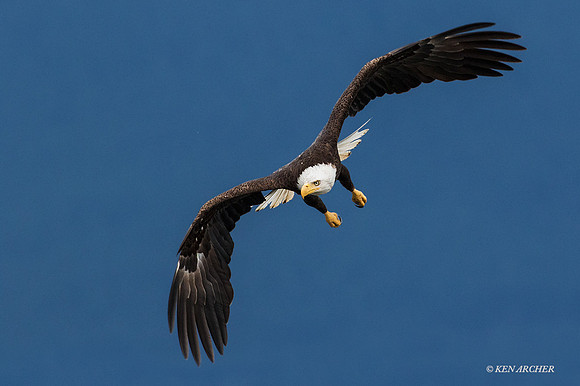 BE06112 - Bald Eagle