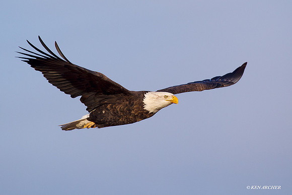 BE02334 Bald Eagle