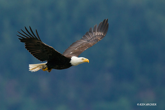 BE03004 Bald Eagle