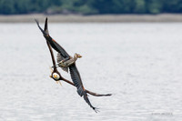 BE06804 - Bald Eagle