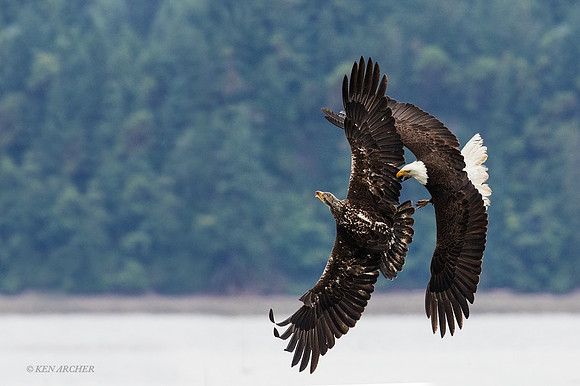 BE06745 - Bald Eagle