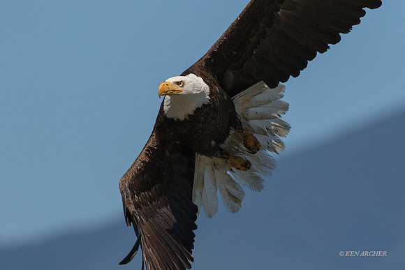 BE08009 - Bald Eagle