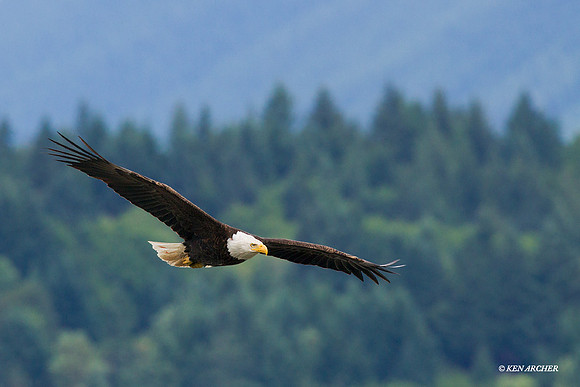 BE04663 Bald Eagle