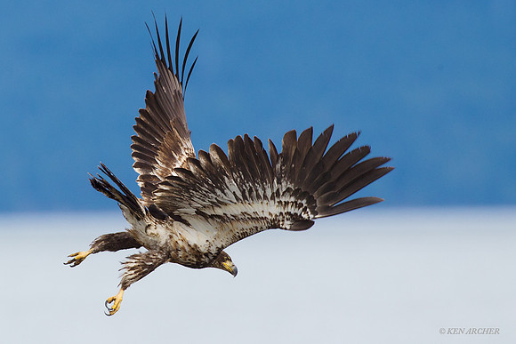 BE02562 Bald Eagle
