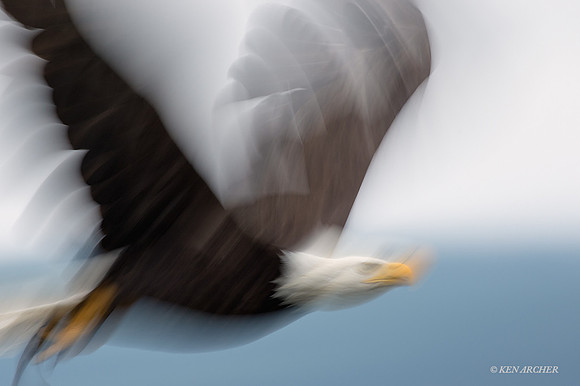 BE07545 - Bald Eagle