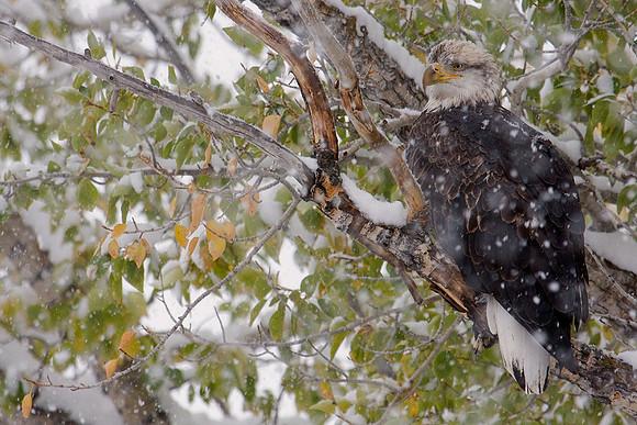 BE00680-Bald-Eagle
