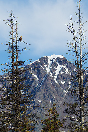 SDBE00019 - Bald Eagle