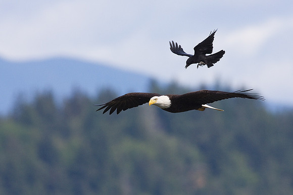 Bald Eagle and Crow - BE00868