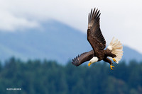 BE04509 Bald Eagle