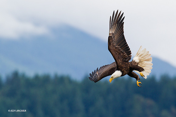 BE04509 Bald Eagle