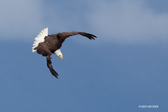 BE02668 Bald Eagle