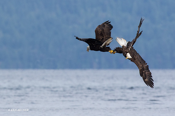 BE05941 - Bald Eagle
