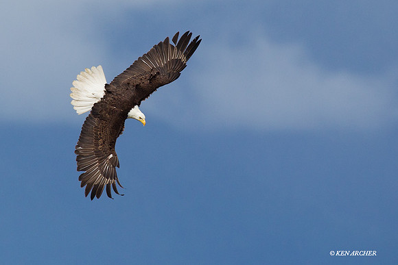 Bald Eagle - BE02667