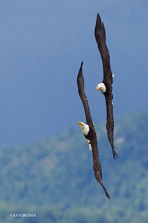 Bald Eagle Pair, Coutship Flight - BE03738s