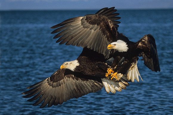 Bald Eagles Fighting over catch - BE020480