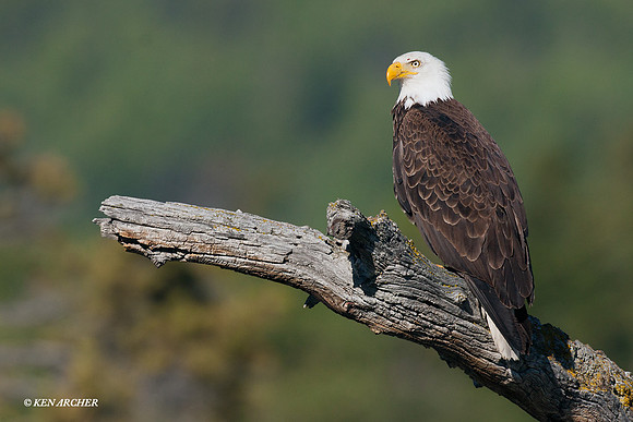 BE00286 - Bald Eagle