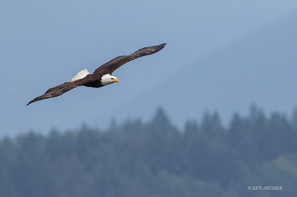 BE05608 - Bald Eagle