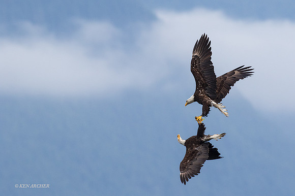 BE05932 - Bald Eagle