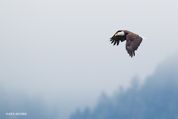 BE03406 Bald Eagle