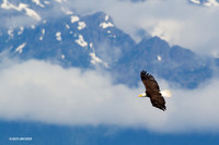 Bald Eagle - BE04371