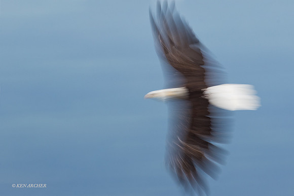 BE07537 - Bald Eagle