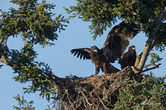BE12442 - Bald Eagle