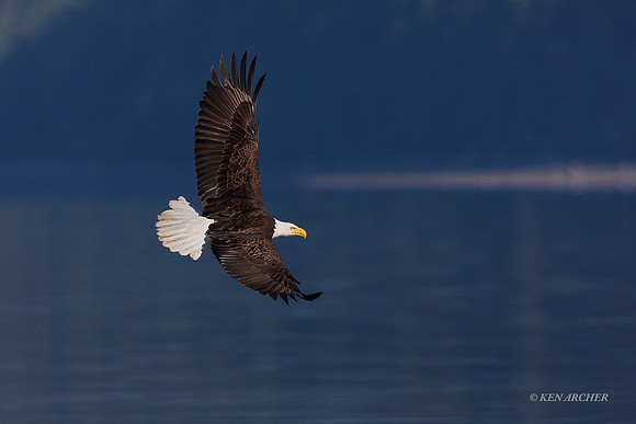 BE12600 - Bald Eagle