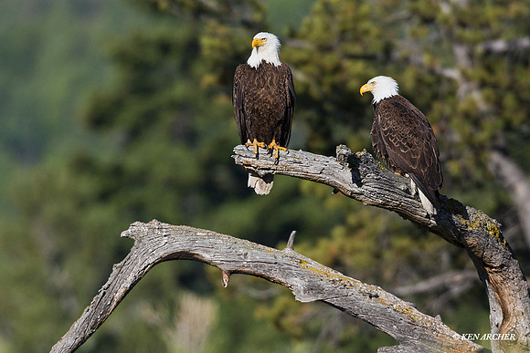 BE00248 - Bald Eagle