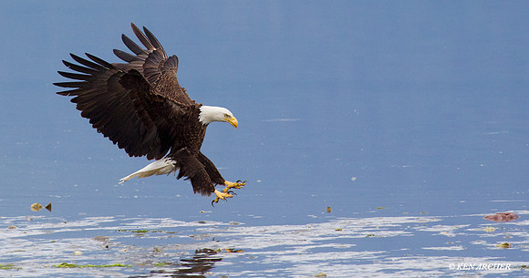 BE02700 Bald Eagle