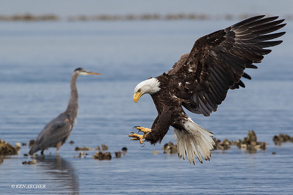 BE06116 Bald Eagle