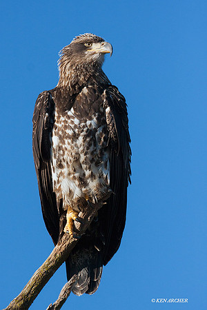 BE00572 Bald Eagle