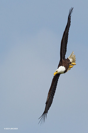 BE05014 Bald Eagle