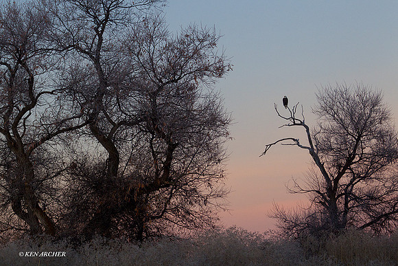 Bald Eagle, Klammath Basin - BE02351