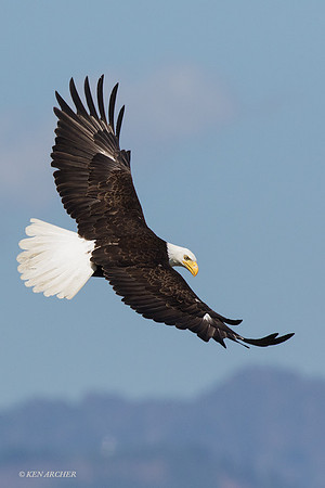 BE07508 - Bald Eagle