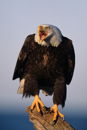 Bald Eagle Screaming - BE020880