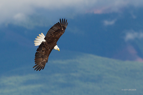 BE04216 Bald Eagle