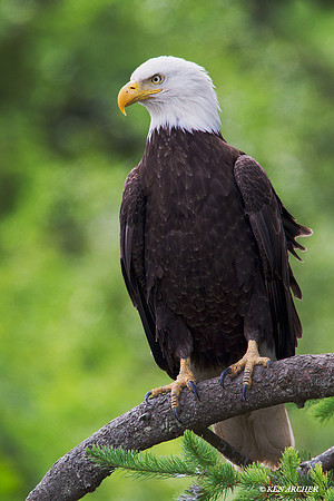 BE02745 Bald Eagle
