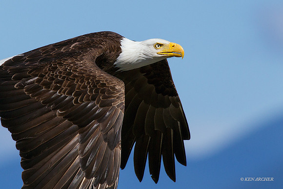BE03092 - Bald Eagle