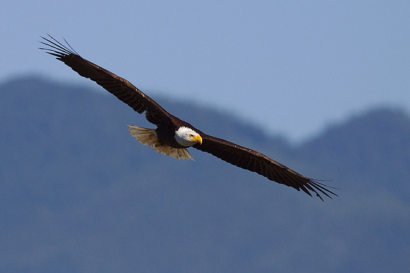 BE01129-Bald-Eagle