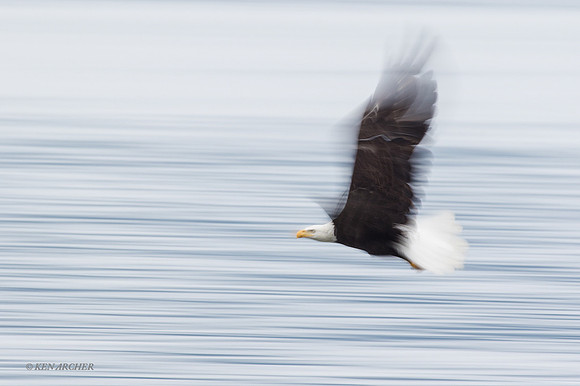 BE07539 - Bald Eagle