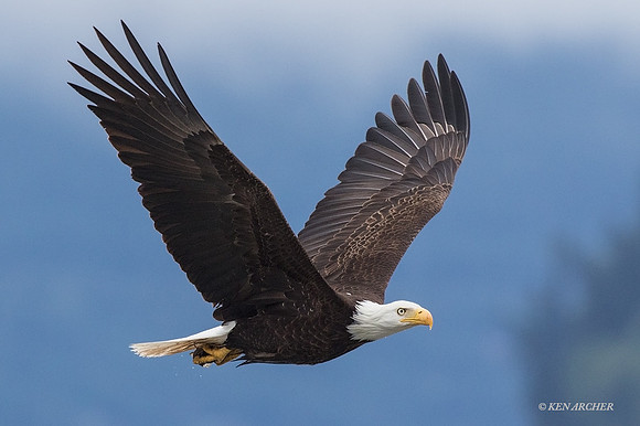 BE06688 - Bald Eagle