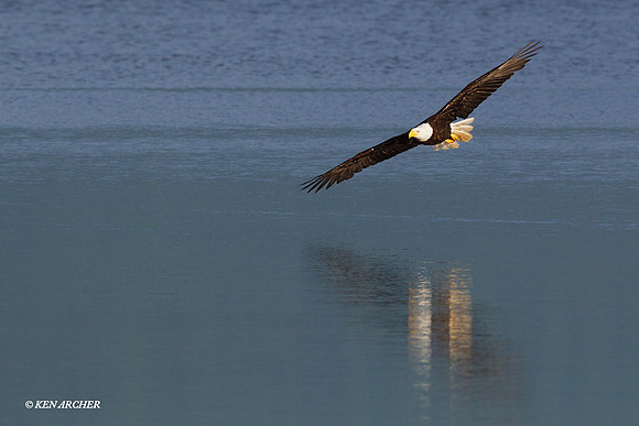 BE03233 Bald Eagle