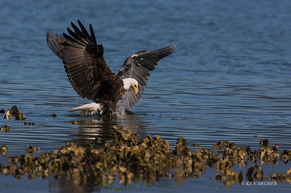 BE12769 - Bald Eagle