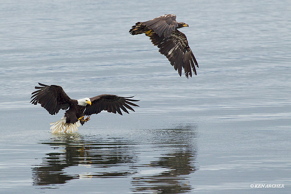 BE02925 Bald Eagle