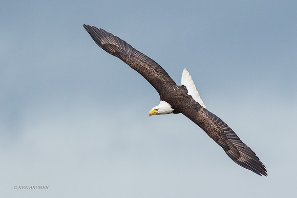 BE06442 - Bald Eagle